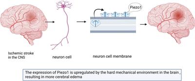 Piezo1: the key regulators in central nervous system diseases